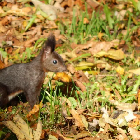 Апартаменты Free - Bei Den Thermen *