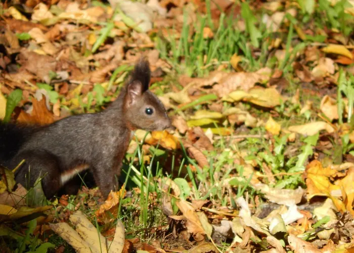 Apartament Free - Bei Den Thermen *